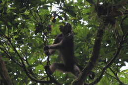 Image of Long-haired Spider Monkey