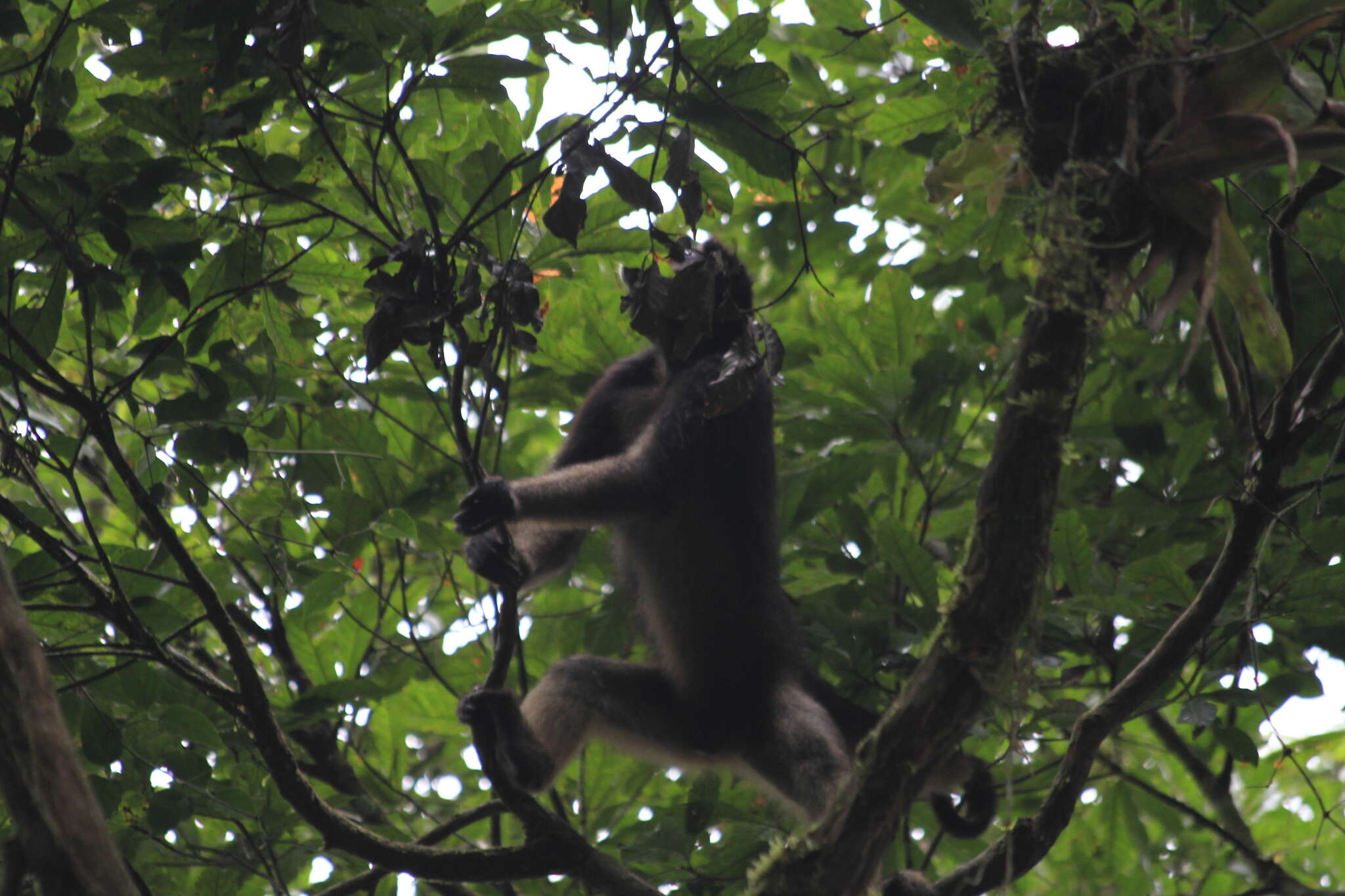 Image of Long-haired Spider Monkey