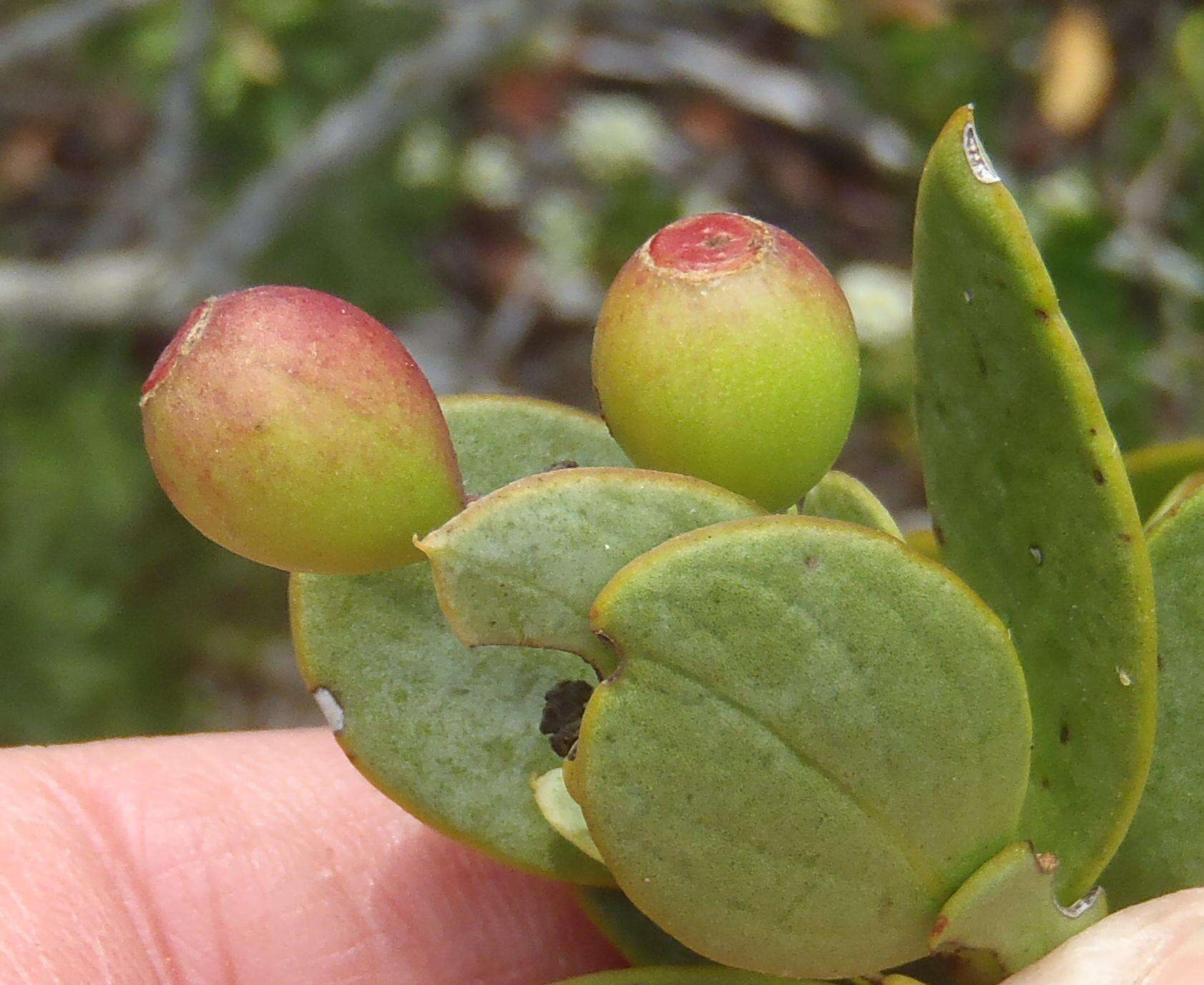 Image of Coastal tannin-bush