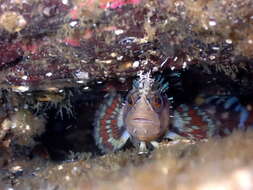 Image of Decorated Warbonnet