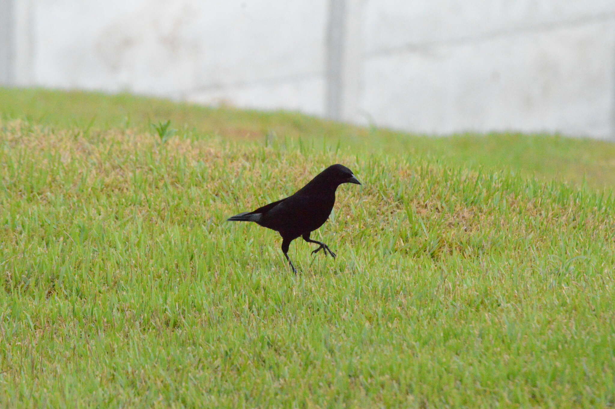 Image of Molothrus bonariensis bonariensis (Gmelin & JF 1789)