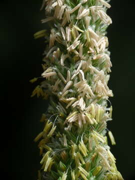 Image of Alopecurus pratensis subsp. pratensis