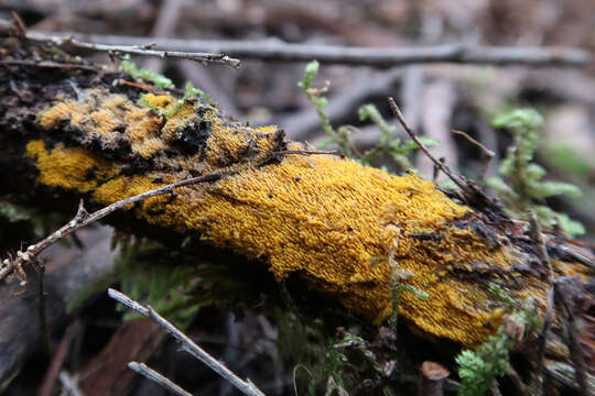 Image of Phlebia subceracea (Wakef.) Nakasone 2003