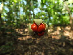 Image of Glyptopetalum grandiflorum Beddome