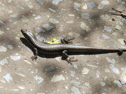 Image of Warm-temperate Water-skink