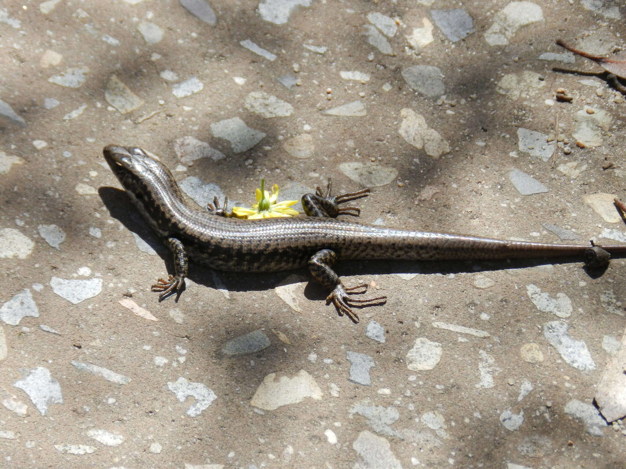 Image of Warm-temperate Water-skink