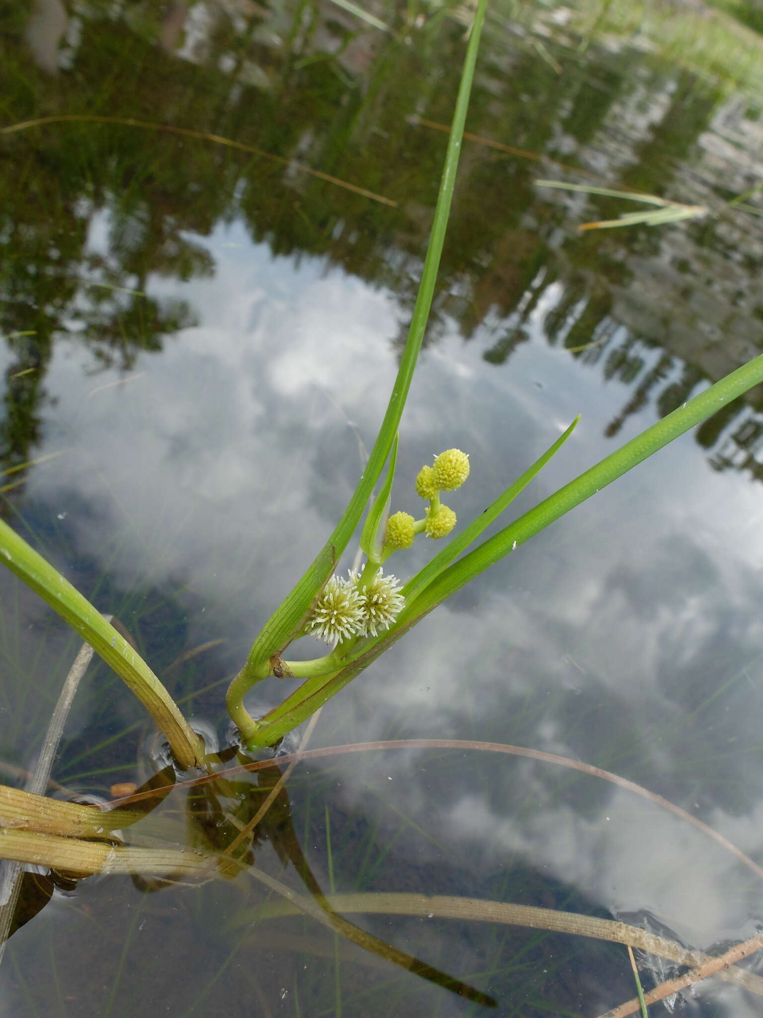 Image of Floating Bur-reed