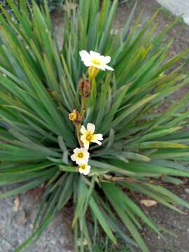 Image of Sisyrinchium striatum Sm.