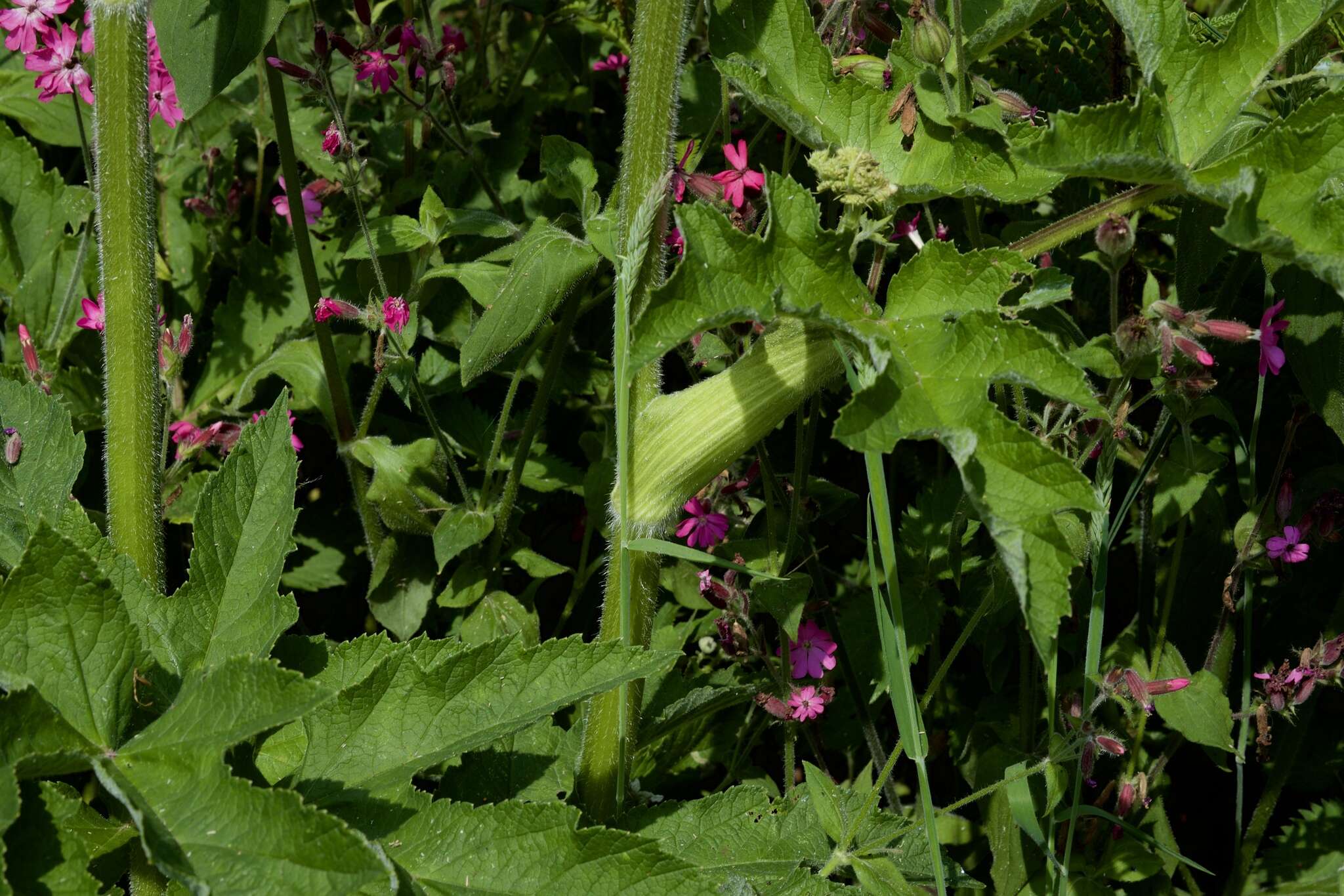 صورة Heracleum sphondylium subsp. sphondylium