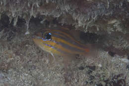 Image of Redspot cardinalfish