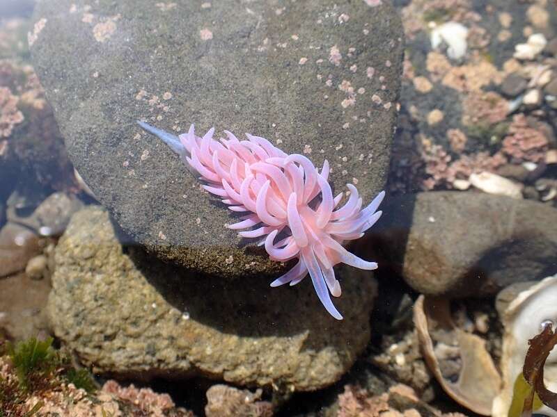 Image of coral nudibranch