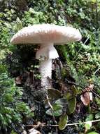 Image of Amanita pareparina G. S. Ridl. 1991