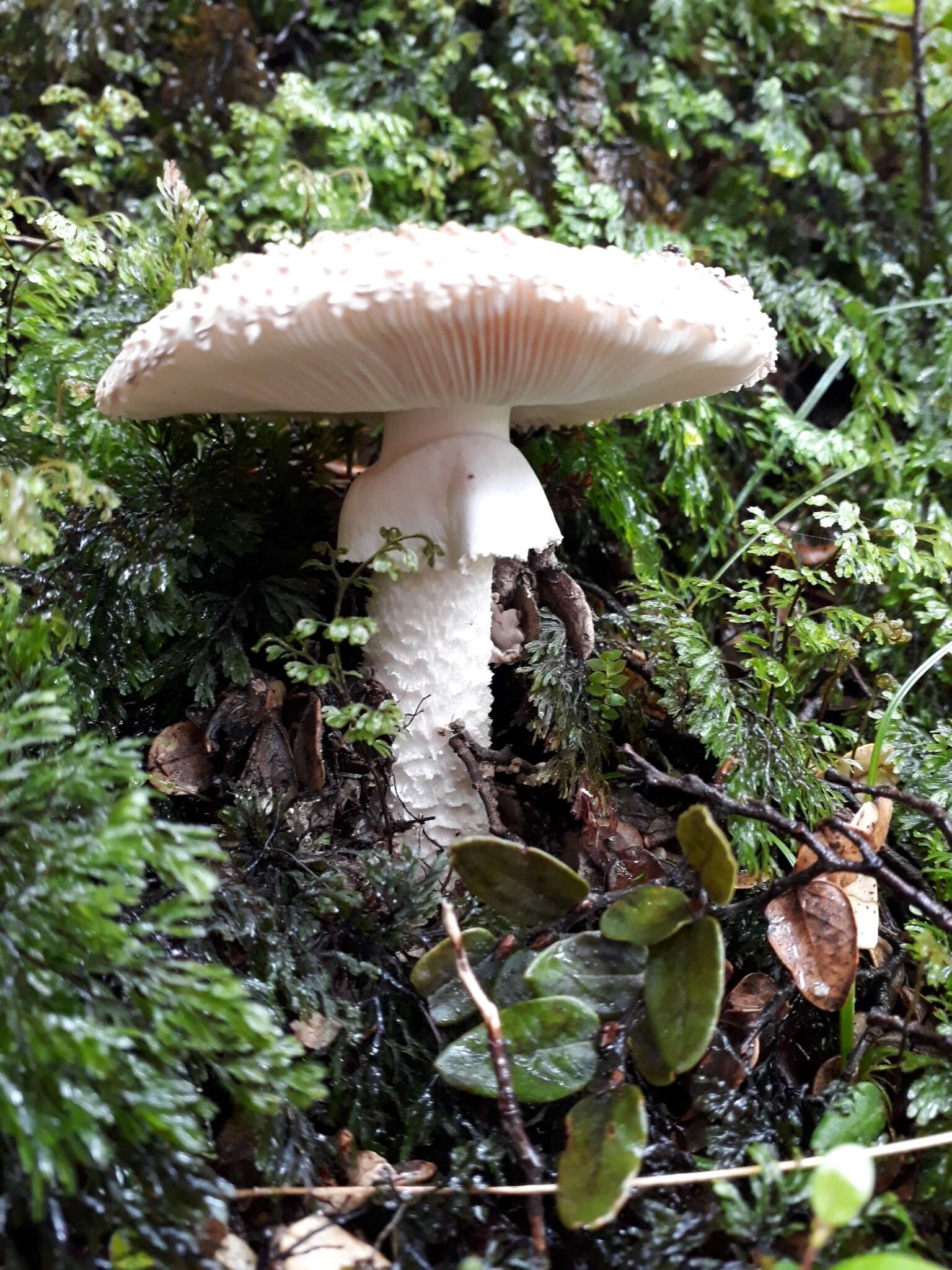 Image of Amanita pareparina G. S. Ridl. 1991