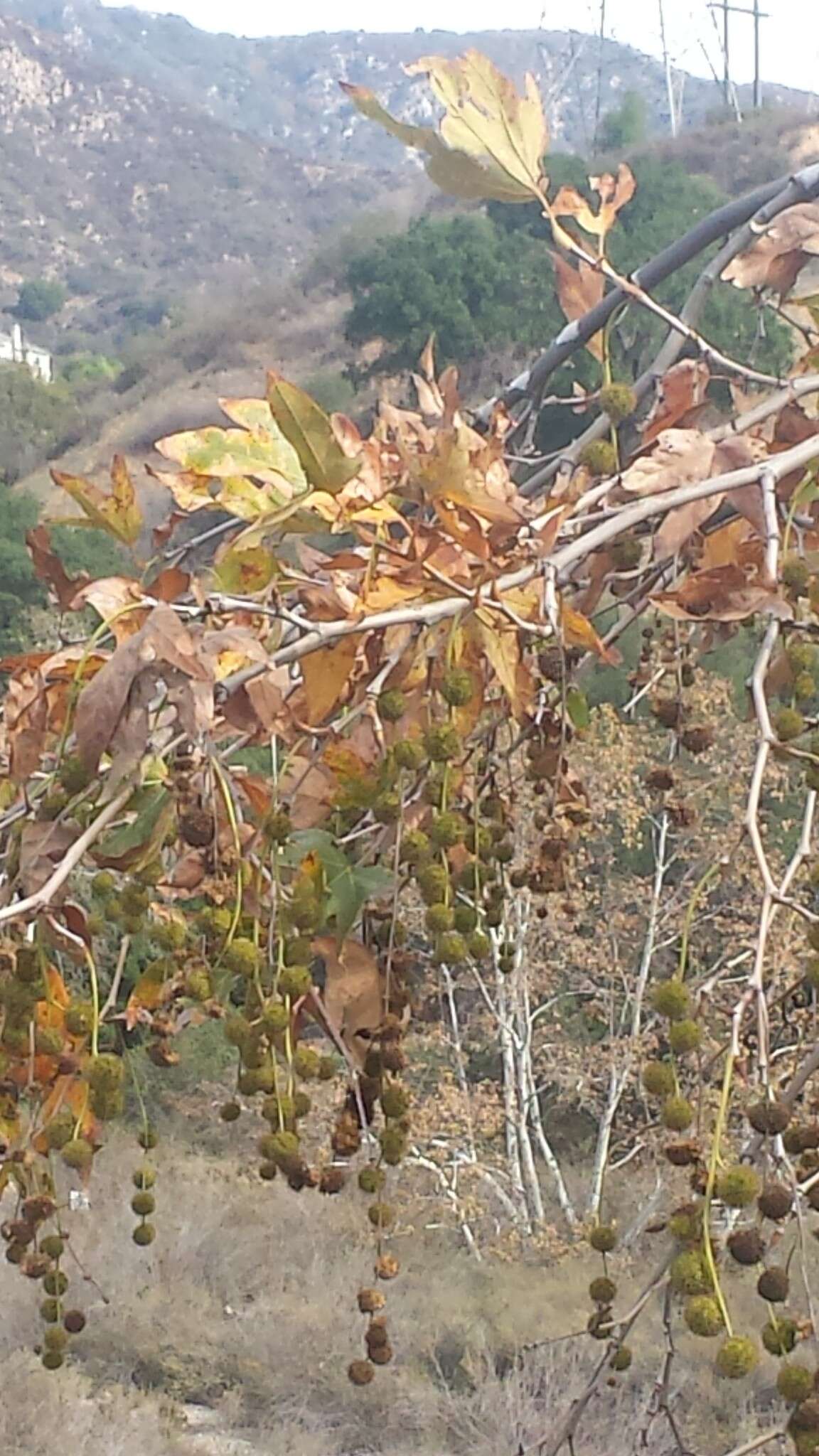 Platanus racemosa Nutt. ex Audubon的圖片