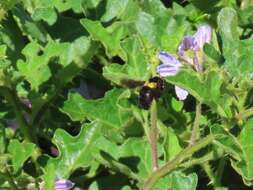 Image of Xylocopa flavicollis (De Geer 1778)