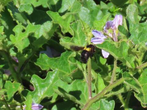 Plancia ëd Xylocopa flavicollis (De Geer 1778)