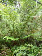 Image of Pitted Potato Fern