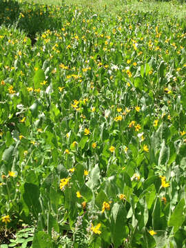 Image of woolly mule-ears