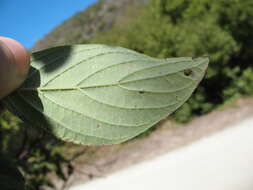 Image of redosier dogwood