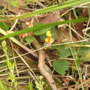 Image of Platylobium montanum subsp. prostratum