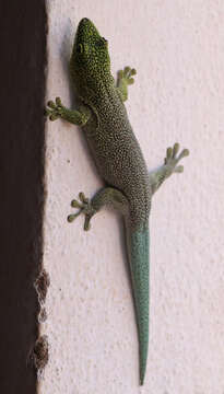 Image of Standing's Day Gecko