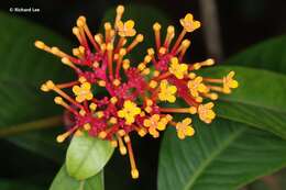 Image of Ixora congesta Roxb.