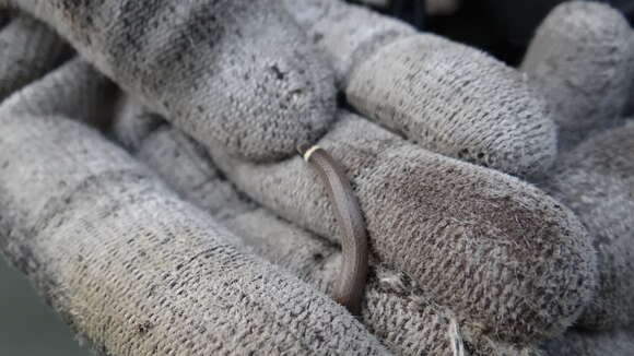 Image of Big Bend Black-headed Snake