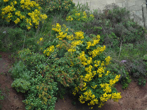 Image of Sonchus canariensis (Sch. Bip.) Boulos