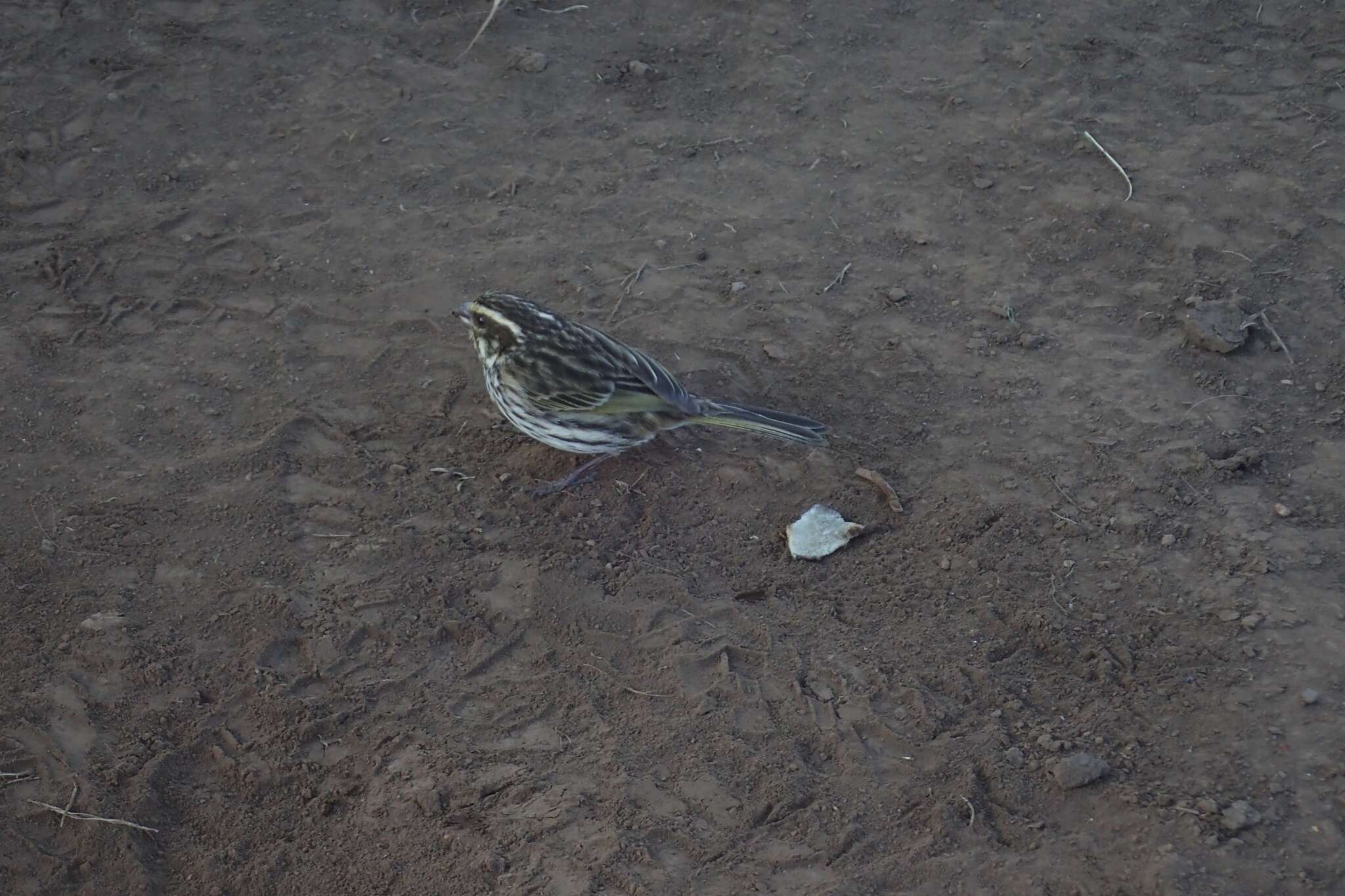 Image of Streaky Seedeater