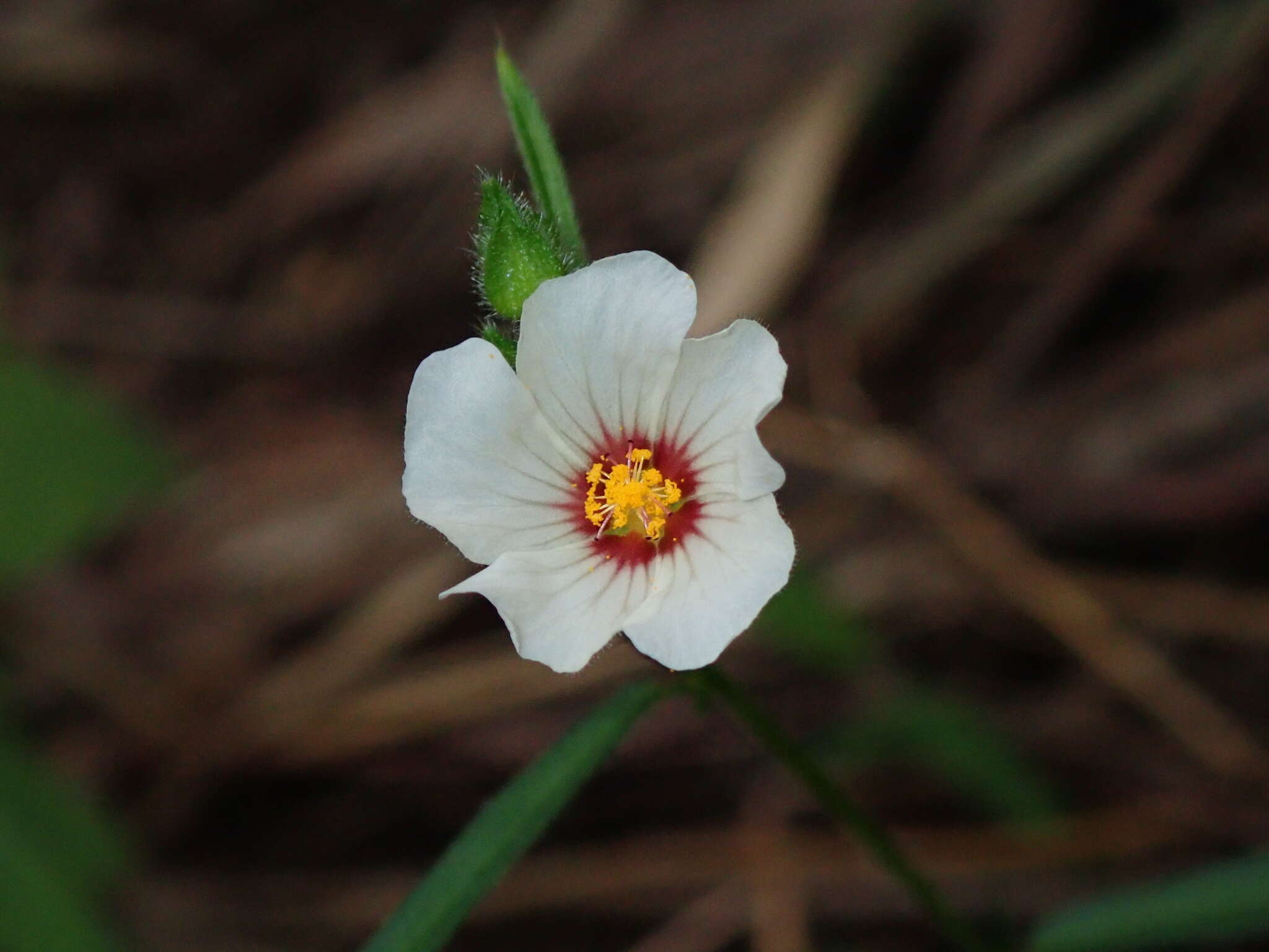 Image of flaxleaf fanpetals