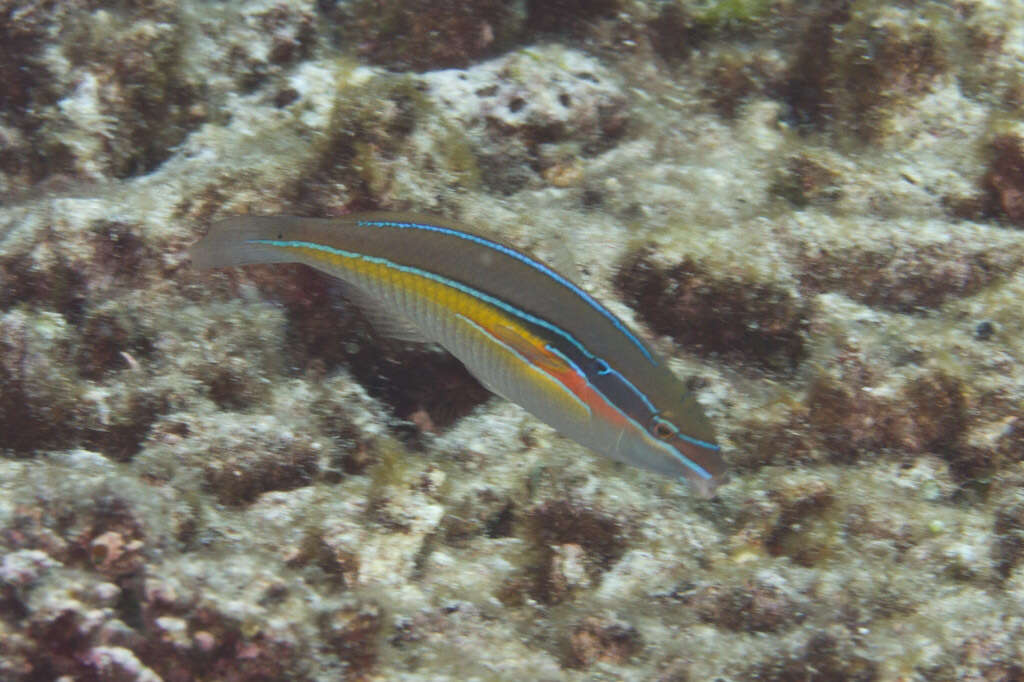 Image of Stripebelly wrasse