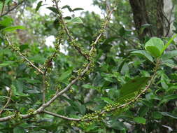 Image of Litsea leefeana (F. Müll.) Merr.