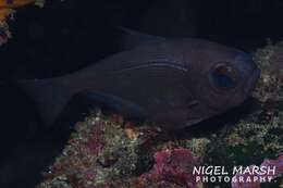 Image of Bigeye