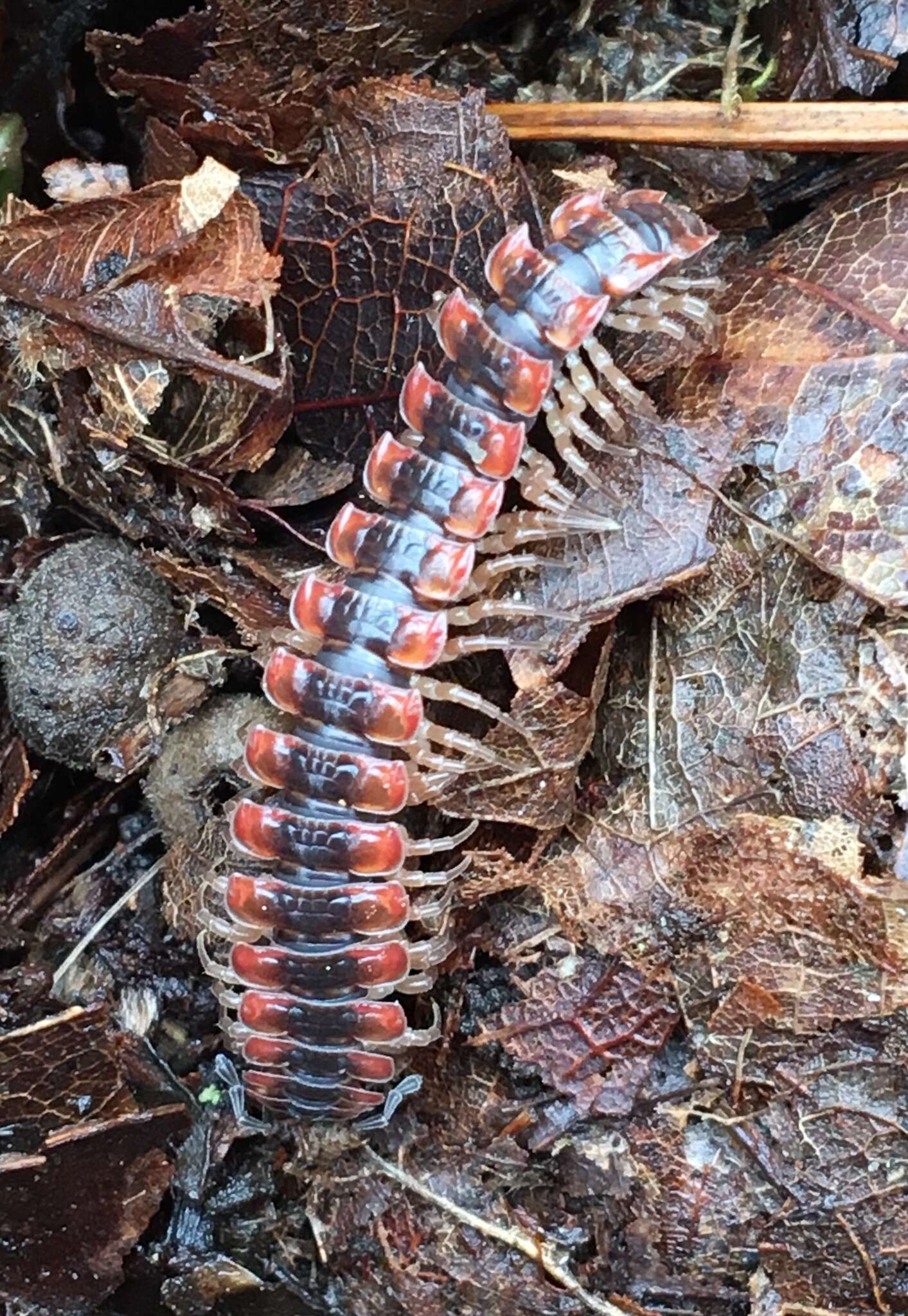 Слика од Pseudopolydesmus canadensis (Newport 1844)