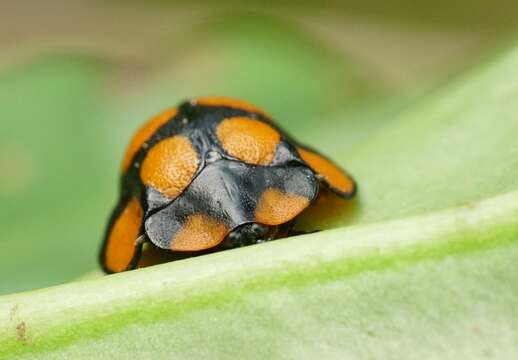 Imagem de Botanochara decempustulata (Boheman 1850)