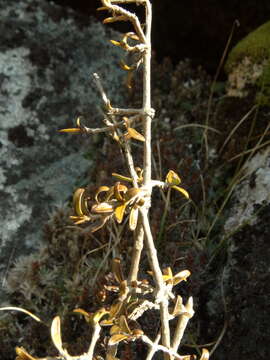 Image of Coprosma cheesemanii W. R. B. Oliv.