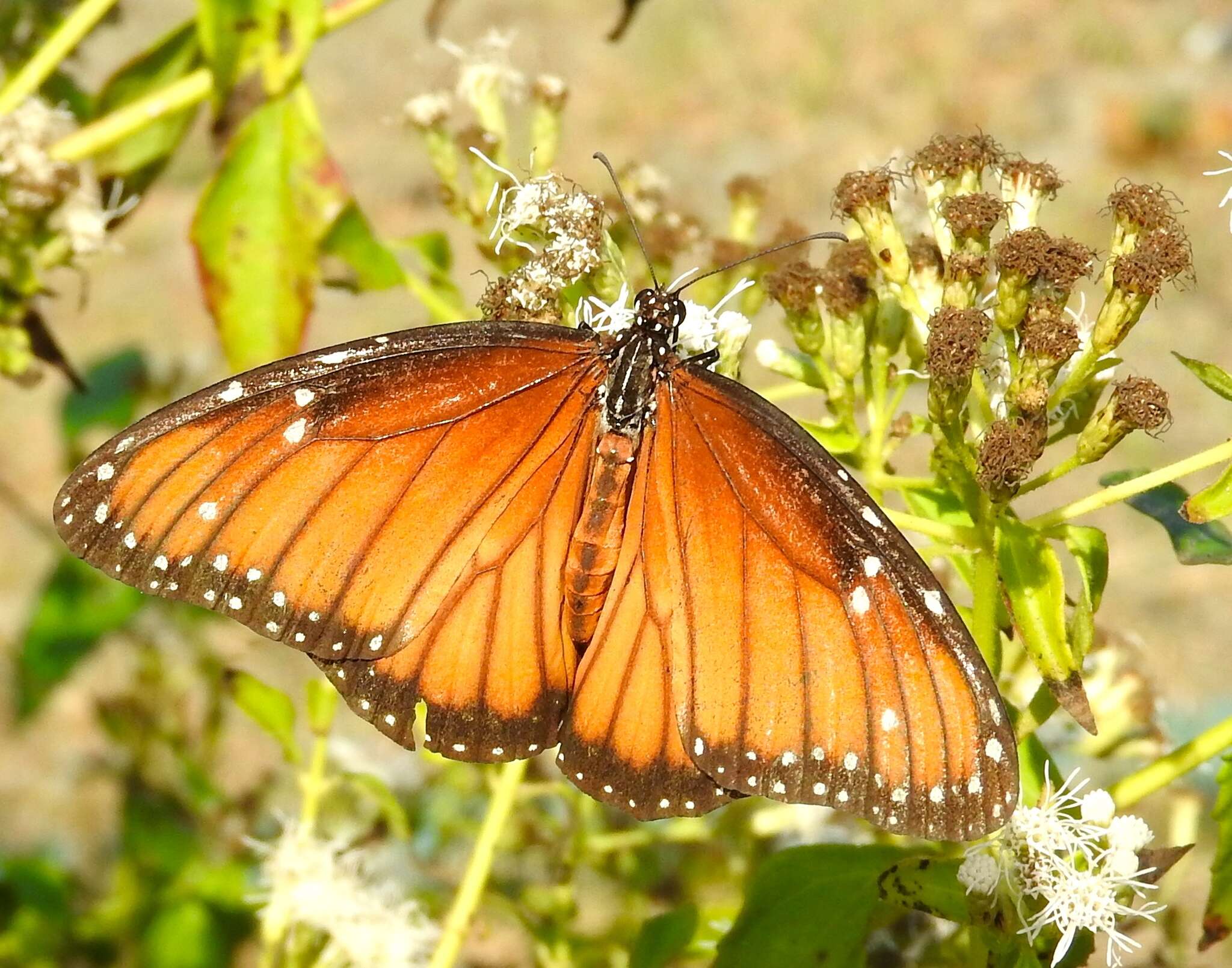 Sivun Danaus (Anosia) eresimus subsp. montezuma Talbot 1943 kuva