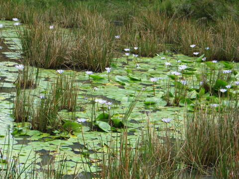 Image of Cape Blue Water-Lily