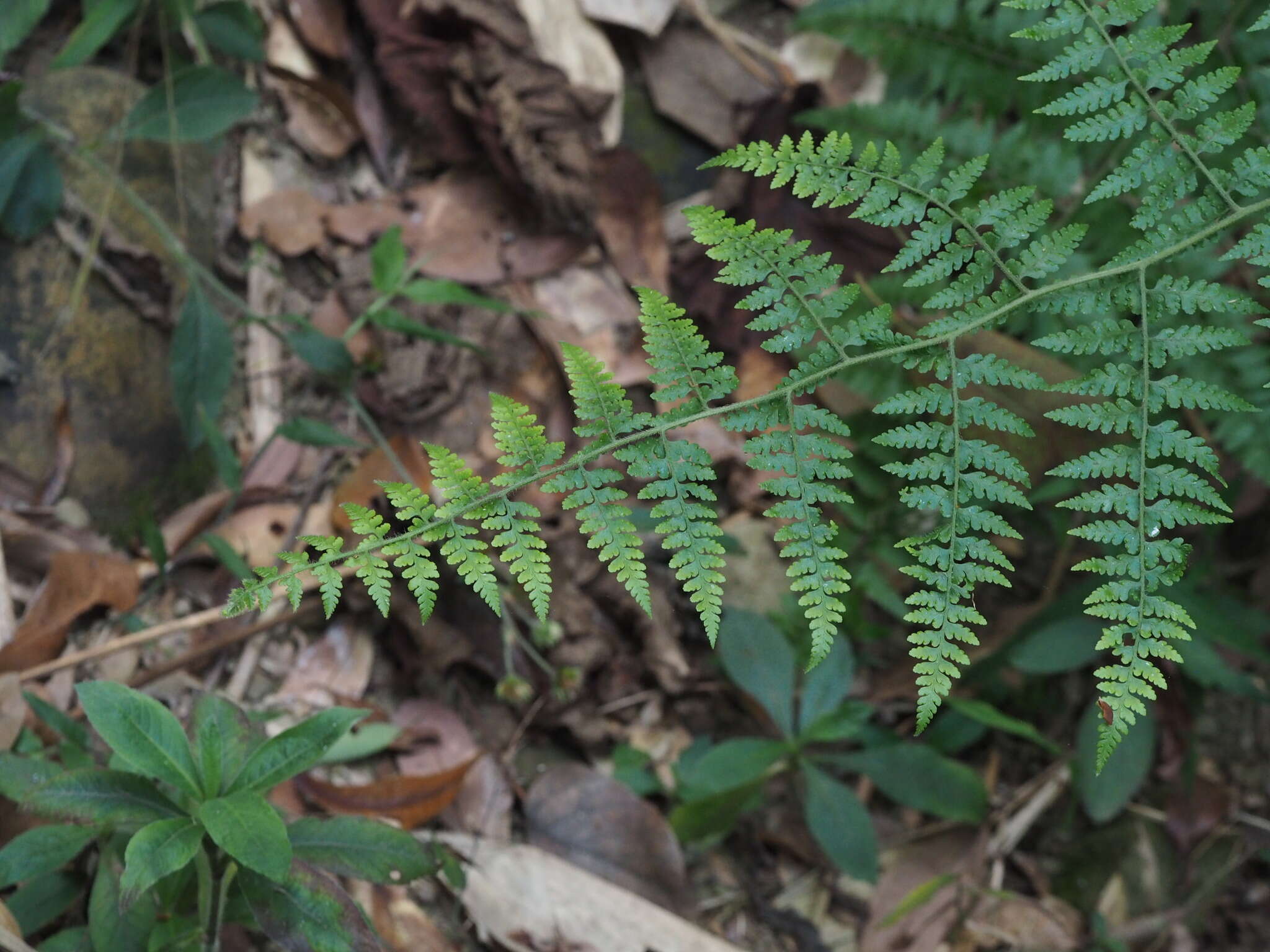 Image of Limp-Leaf Fern