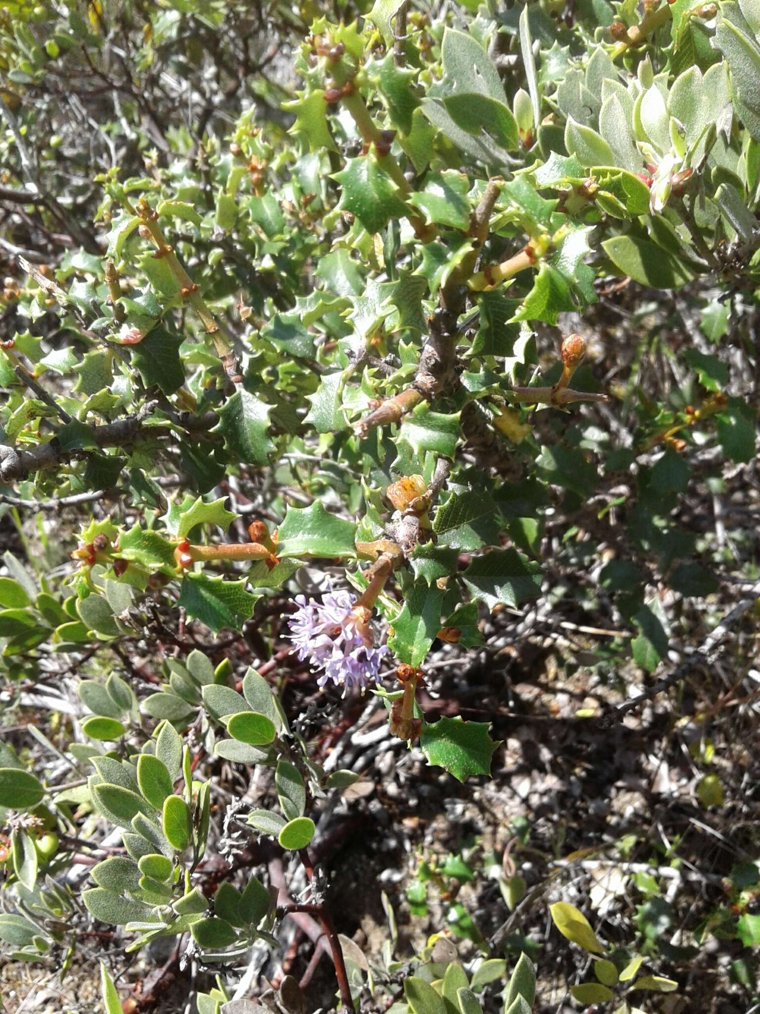 Image of Jepson ceanothus