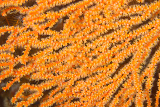 Image of Multicoloured sea fan