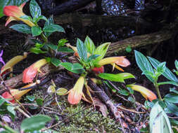 Image of Columnea magnifica Klotzsch ex Oerst.