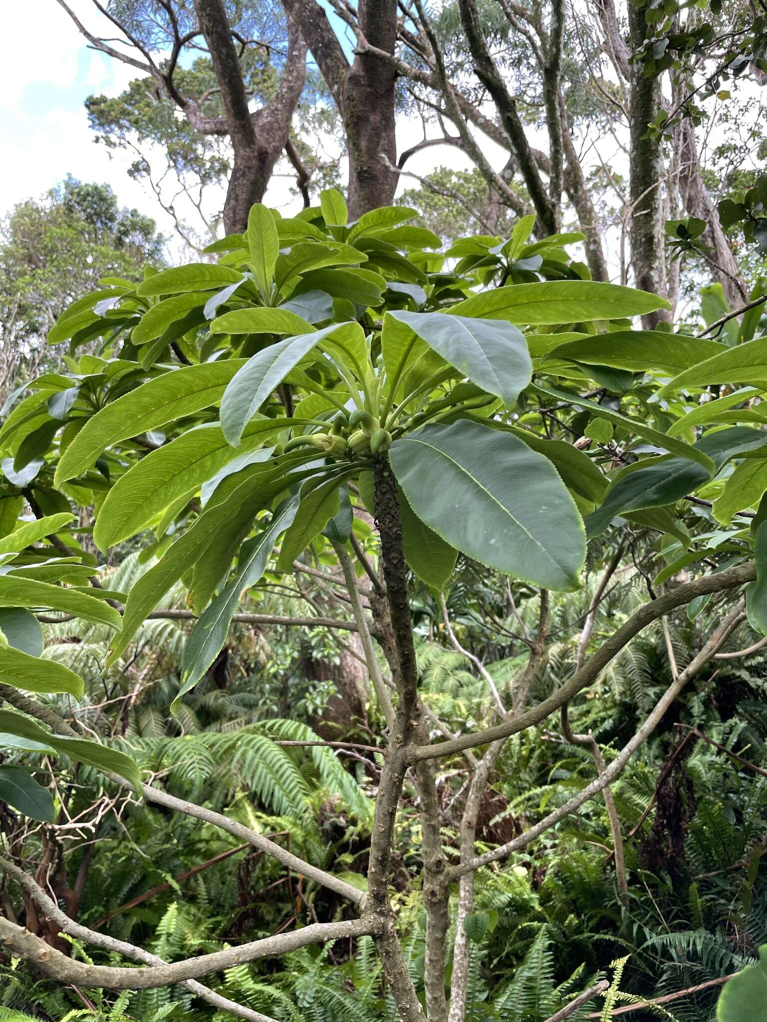 Imagem de Clermontia kakeana Meyen