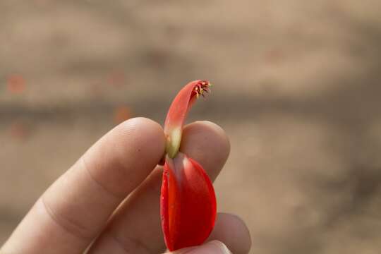 Image of Erythrina verna Vell.