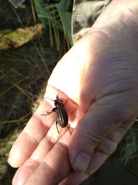 Imagem de Carabus (Limnocarabus) clatratus Linnaeus 1760