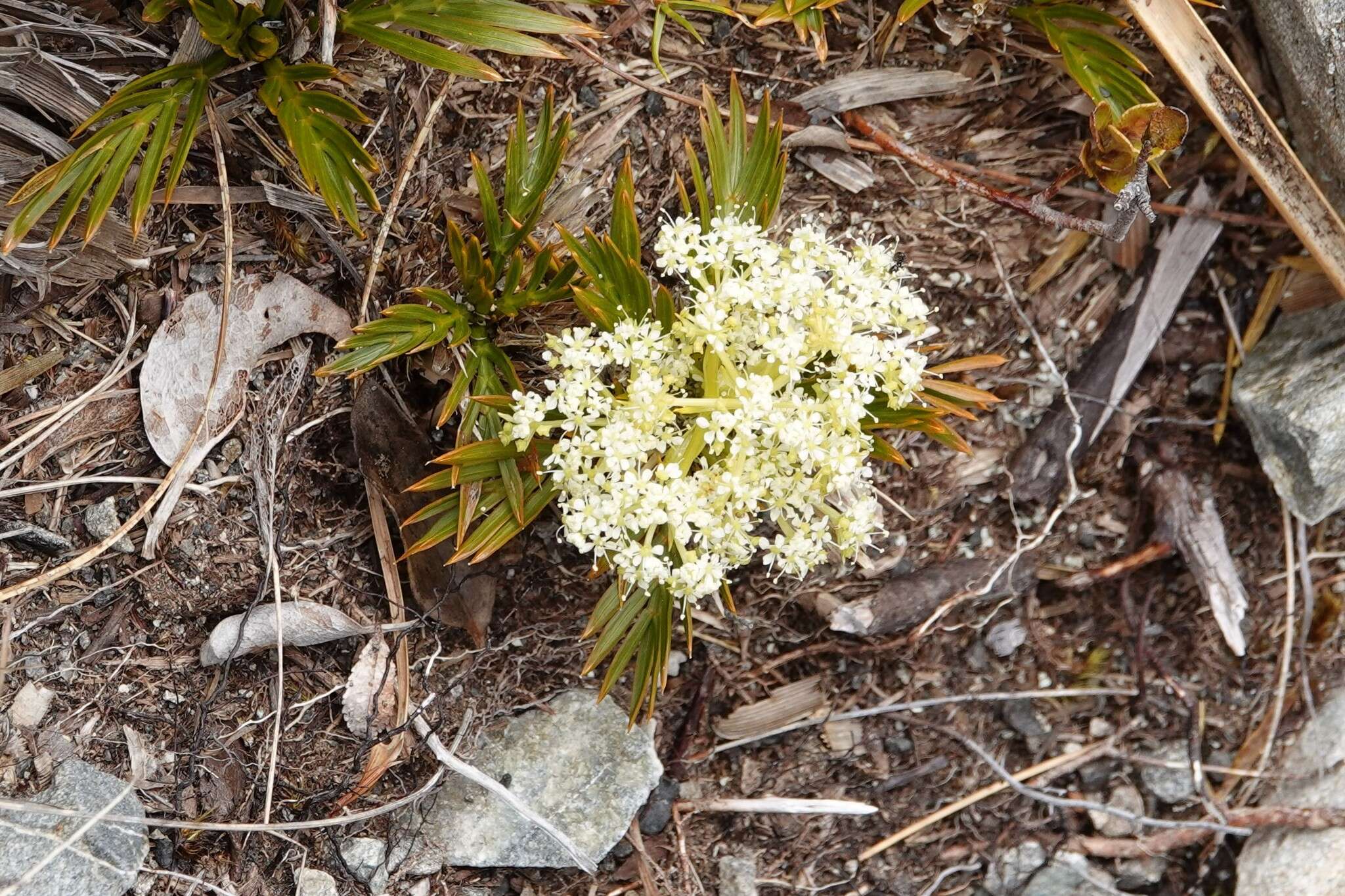 Image of Aciphylla similis Cheeseman