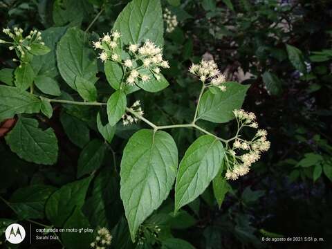 Archibaccharis schiedeana (Benth.) J. D. Jackson resmi