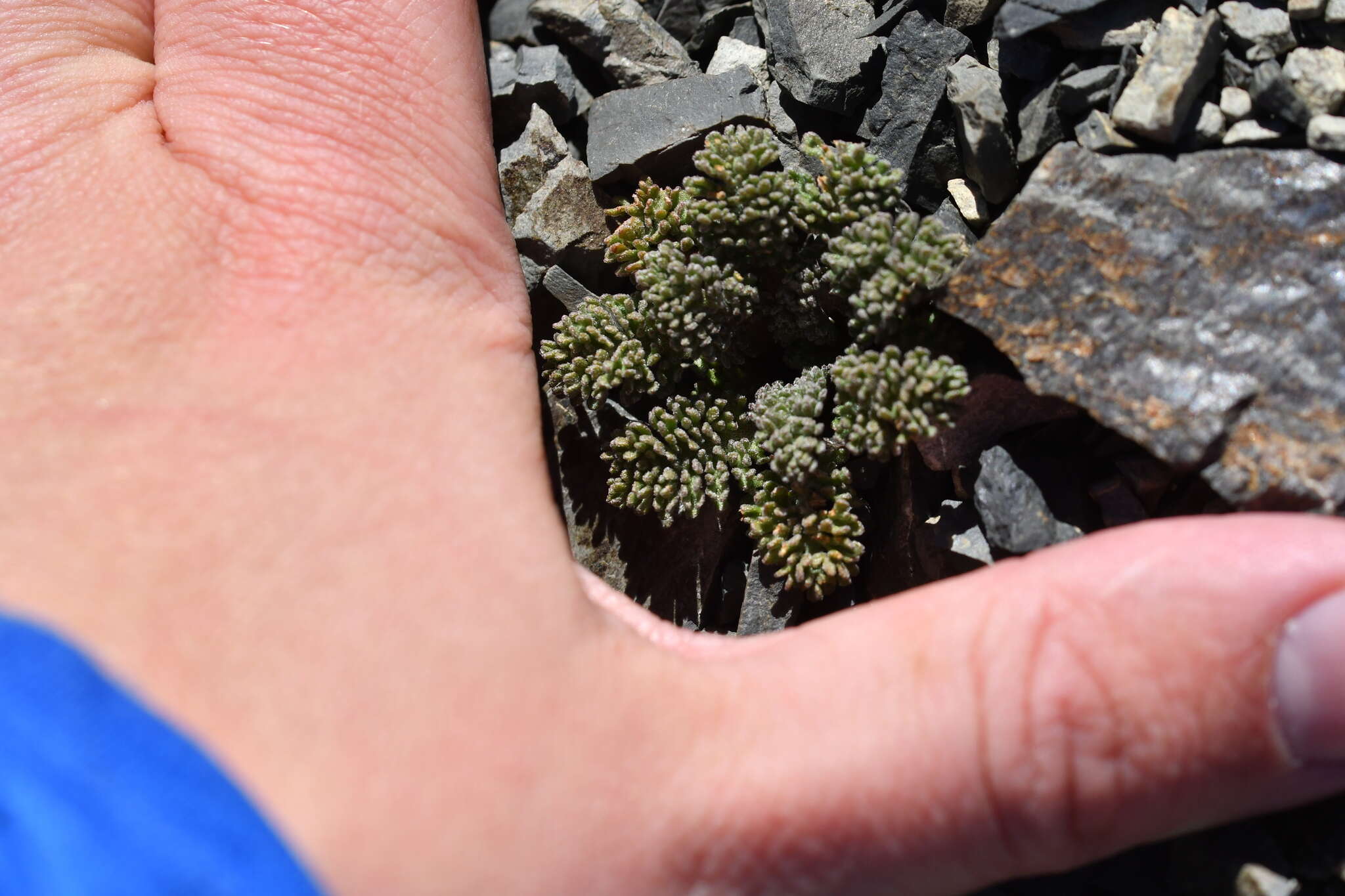 Image of Leptinella dendyi (Cockayne) D. G. Lloyd & C. J. Webb