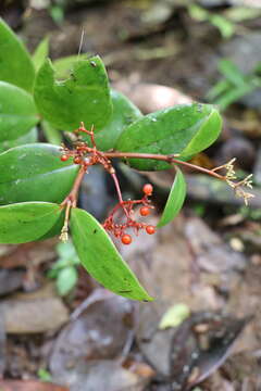 Image of Guadalupe wild coffee