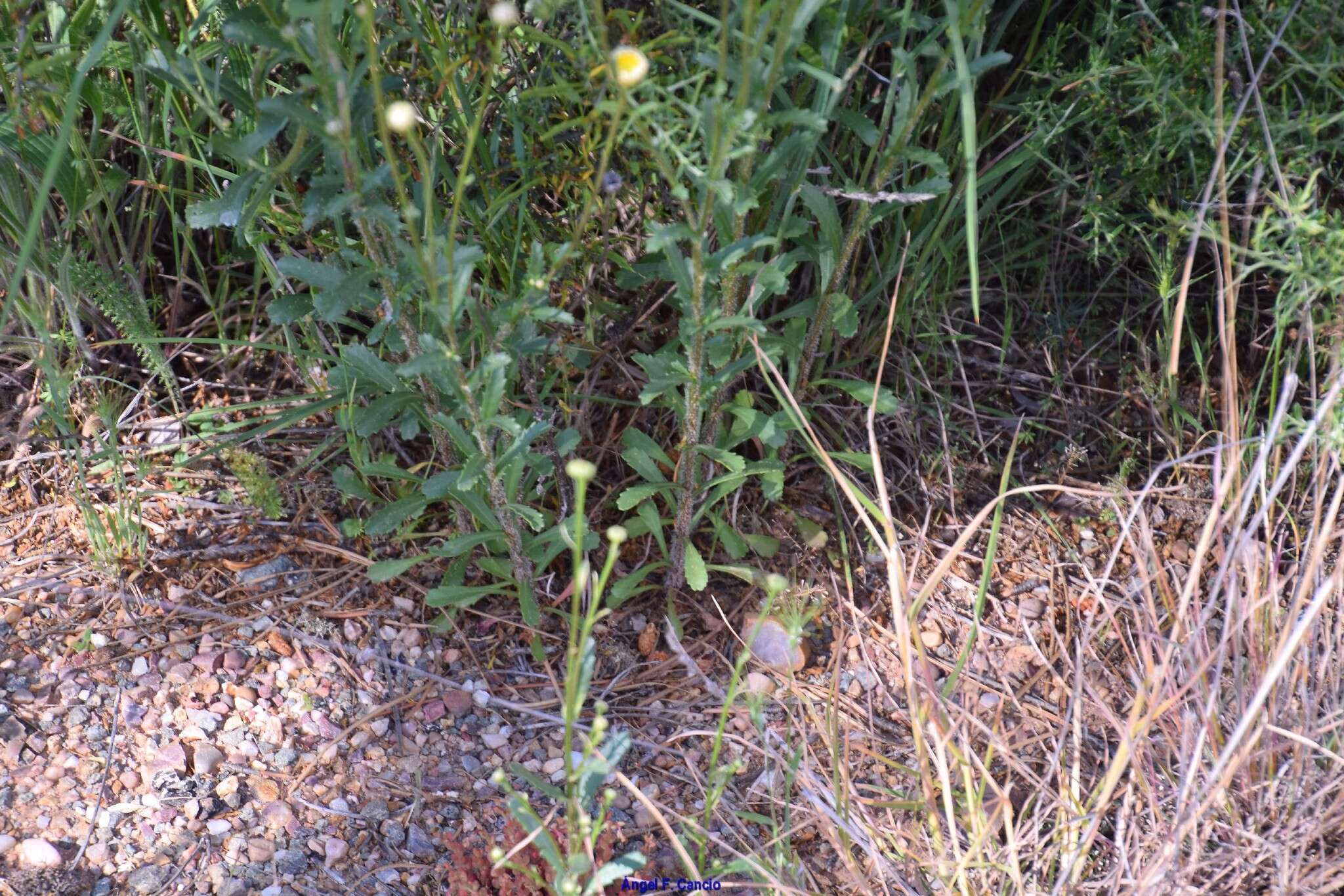 Слика од Leucanthemum pallens (J. Gay ex Perreym.) DC.